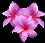 small_plumeria.gif (2198 bytes)